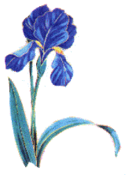 a blue iris for you!